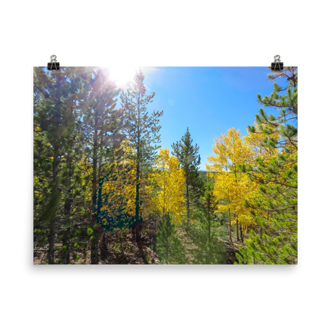 Yellow aspen shine in the sun - print