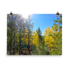 Yellow aspen shine in the sun - print