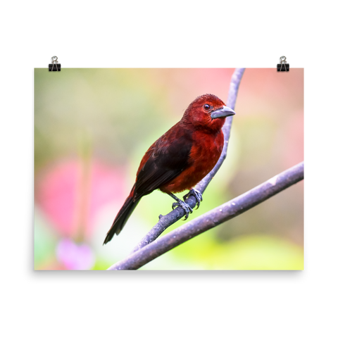 Silver-beaked Tanager, female - print