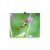 Tufted Coquette male at tiny flower - print