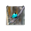 Green Honeycreeper male - print