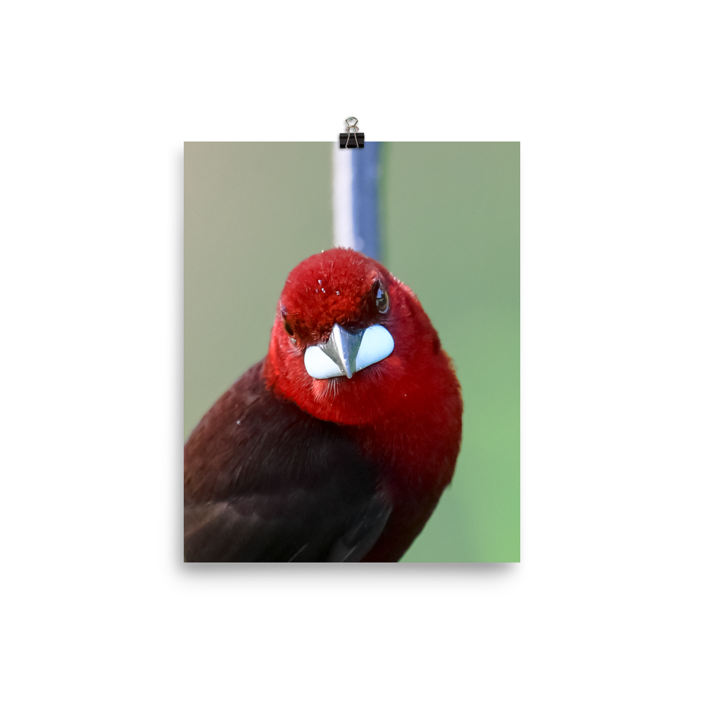 Silver-beaked Tanager male - print