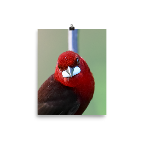 Silver-beaked Tanager male - print