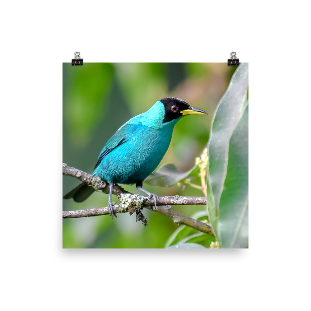 Green Honeycreeper, male 2 - print