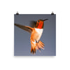 Rufous Hummingbird, Hovering, Frontal View - Print