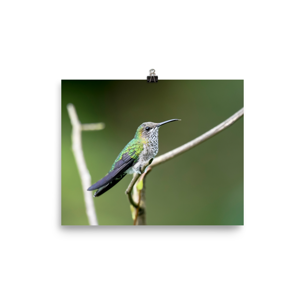 Female White-necked Jacobin - print