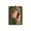 Virginia Rail photo print 2