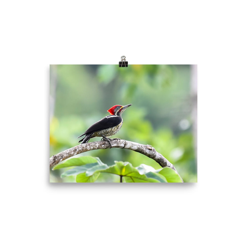 Lineated Woodpecker - print