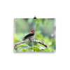 Lineated Woodpecker - print