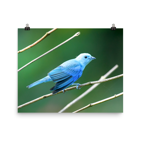 Blue-grey Tanager - print