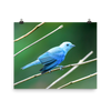 Blue-grey Tanager - print