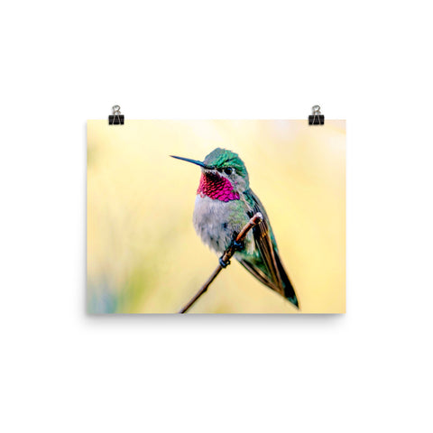 Broad-tailed Hummingbird, perched, yellow background - print