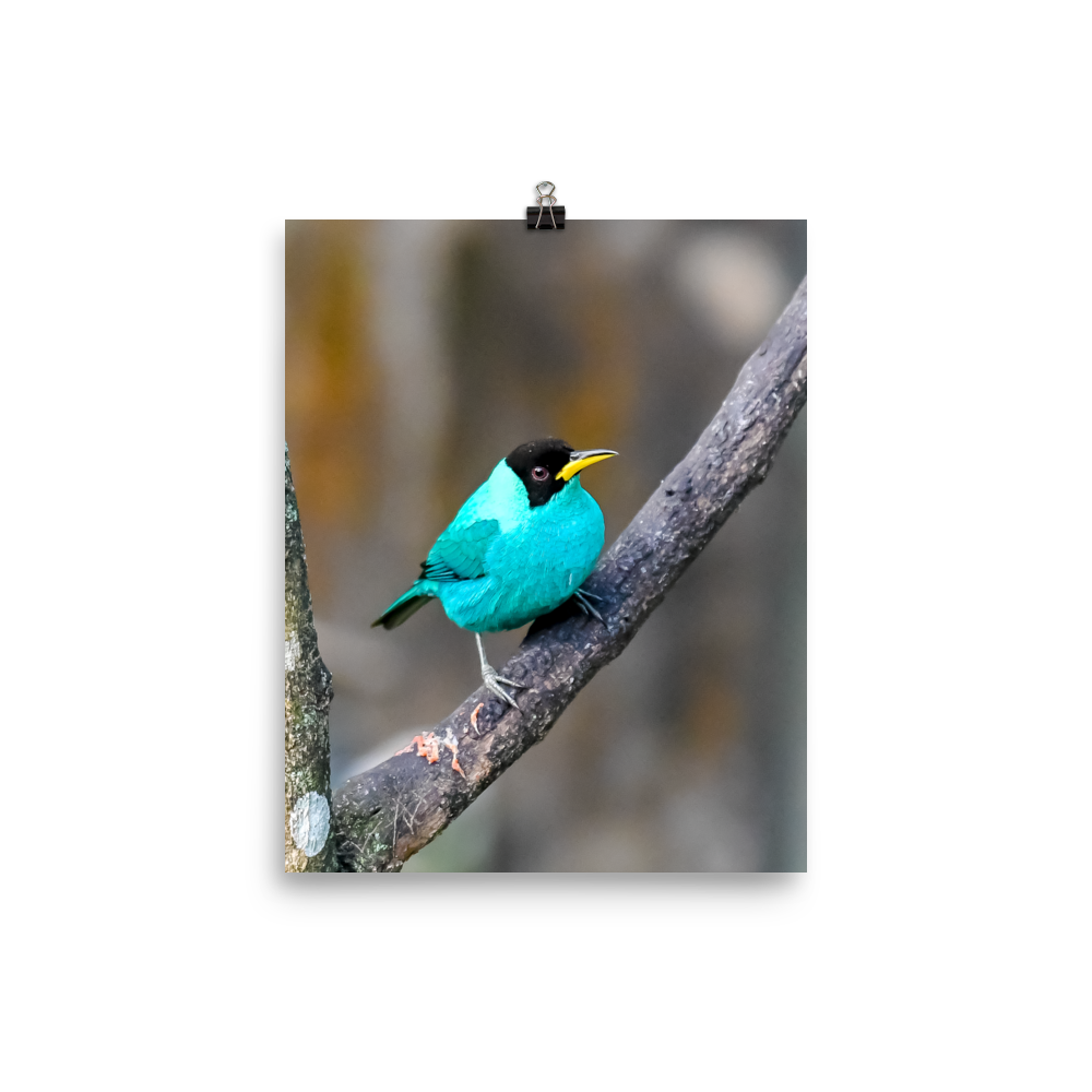 Green Honeycreeper male - print