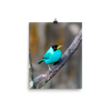Green Honeycreeper male - print
