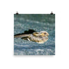 Common Parauque - print