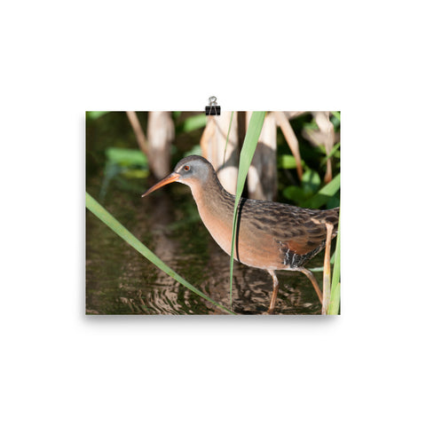 Virginia Rail photo print 1