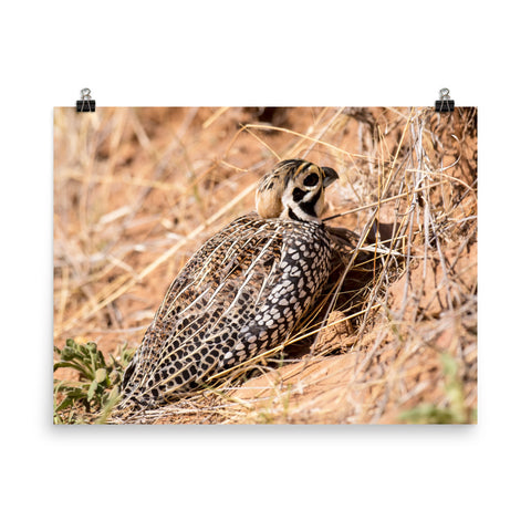 Montezuma Quail - print