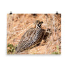Montezuma Quail - print