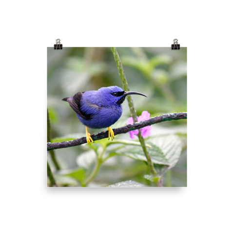 Purple Honeycreeper male - print