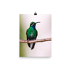 Blue-Chinned Sapphire - print