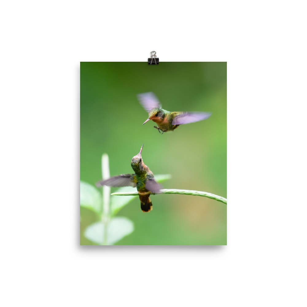 Tufted Coquette females competing for territory - print