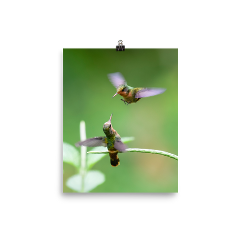 Tufted Coquette females competing for territory - print