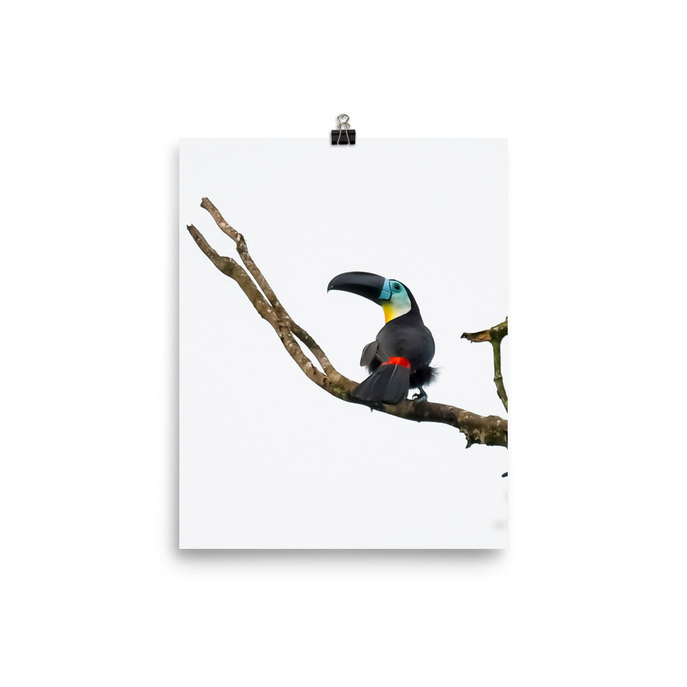 Channel-billed Toucan - print