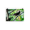 Crested Oropendola - print