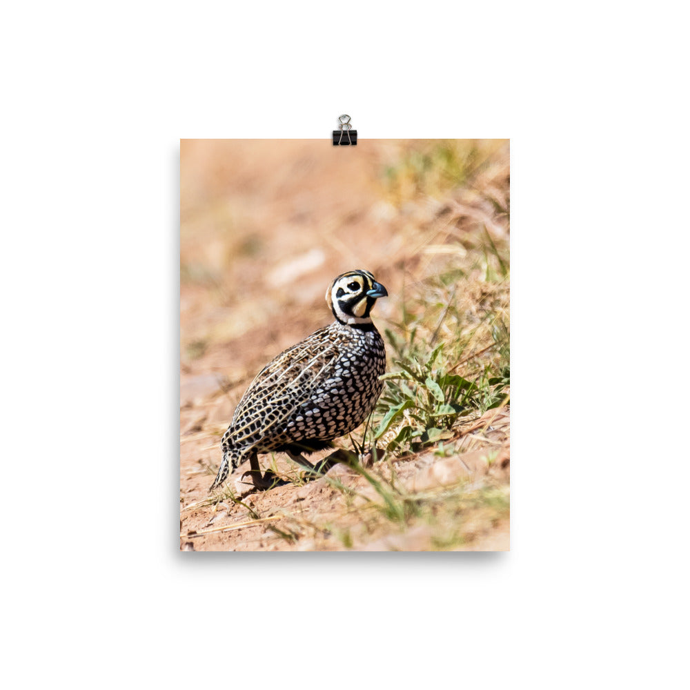Montezuma Quail - print