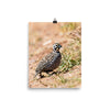 Montezuma Quail - print