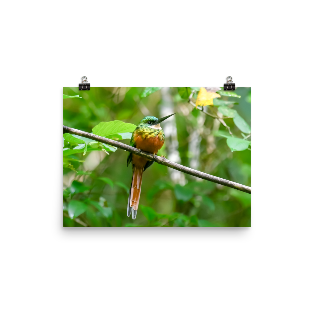 Rufous-tailed Jacamar - print