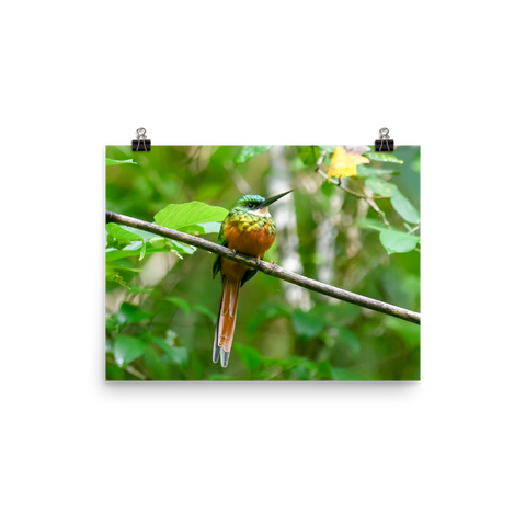 Rufous-tailed Jacamar - print