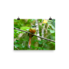 Rufous-tailed Jacamar - print