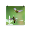 Tufted Coquette females competing for territory - print