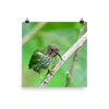 Female Purple Honeycreeper - print