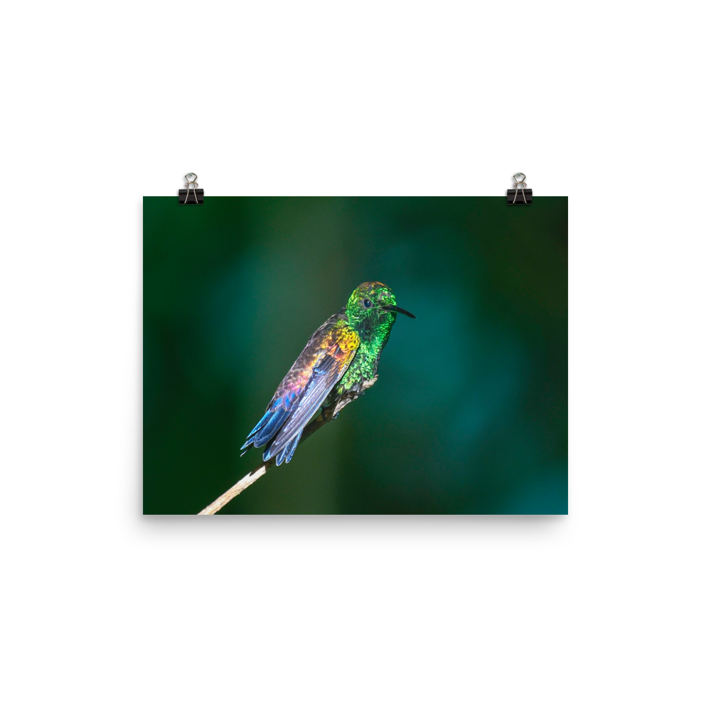 Copper-rumped Hummingbird in the sun - print