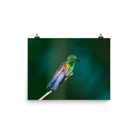 Copper-rumped Hummingbird in the sun - print