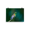 Copper-rumped Hummingbird in the sun - print
