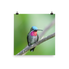 Long-billed Starthroat - print