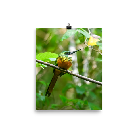 Rufous-tailed Jacamar2 - print