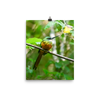 Rufous-tailed Jacamar2 - print