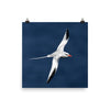 Red-billed Tropicbird26-Print