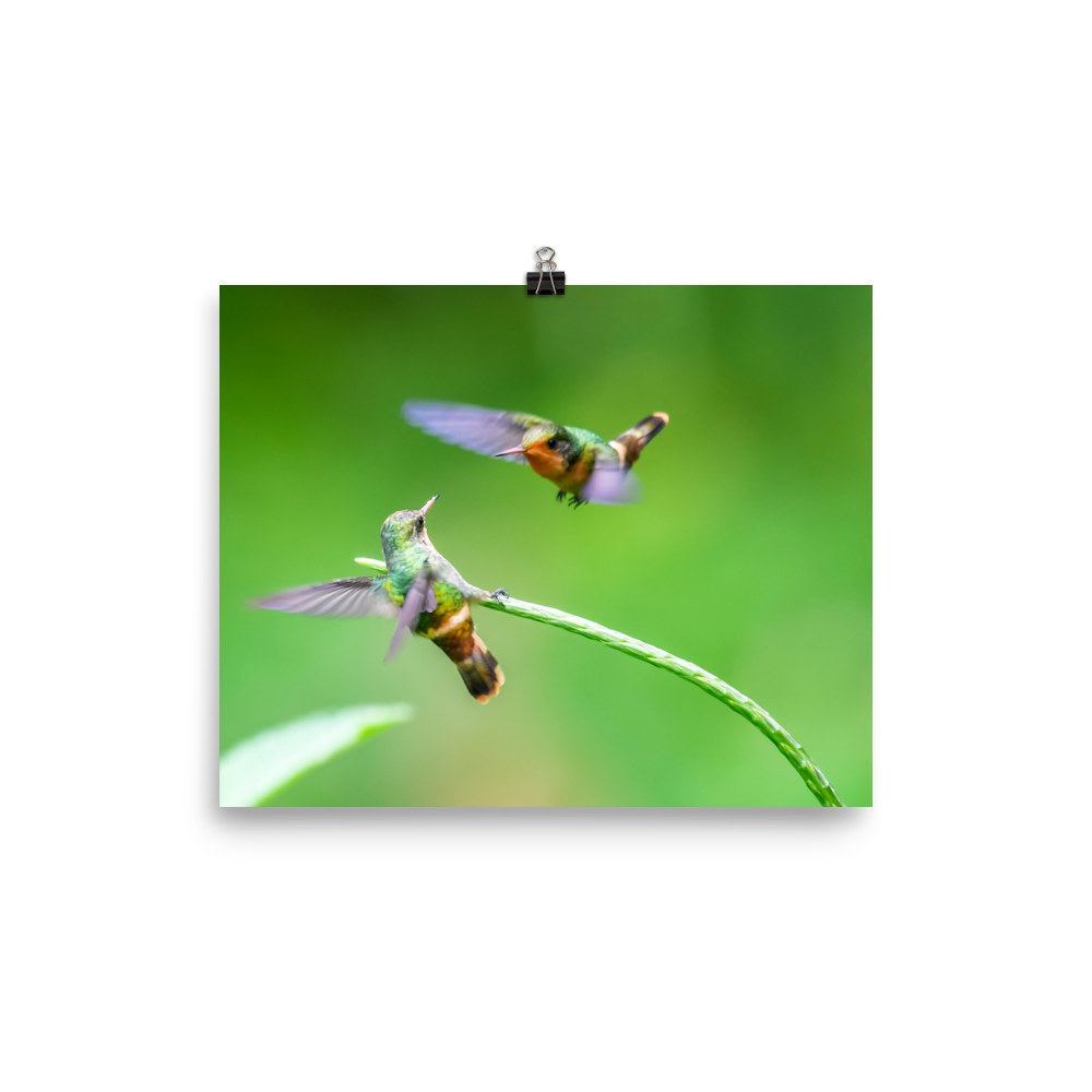 Tiny Tufted Coquette females acting tough - print