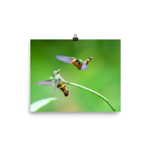 Tiny Tufted Coquette females acting tough - print