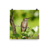 Broad-tailed Hummingbird female resting quietly on branch - print