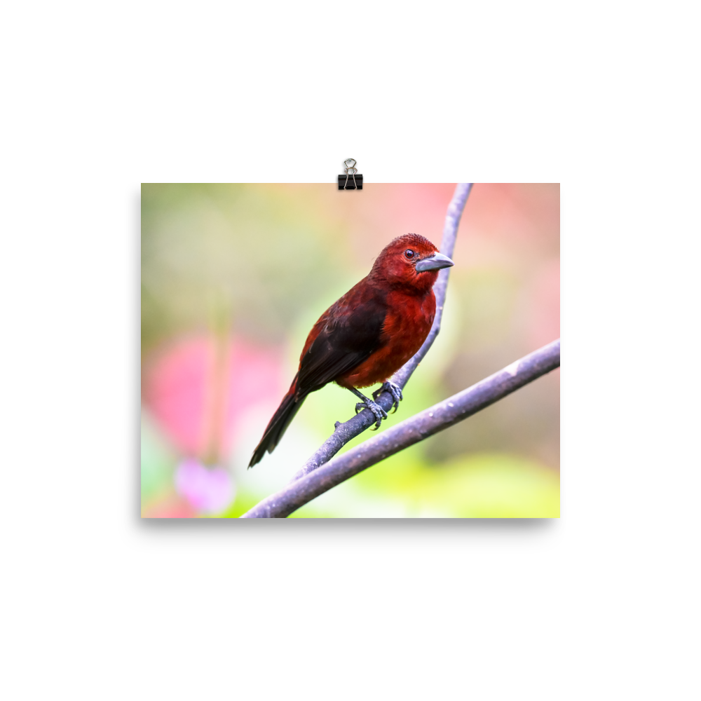 Silver-beaked Tanager, female - print