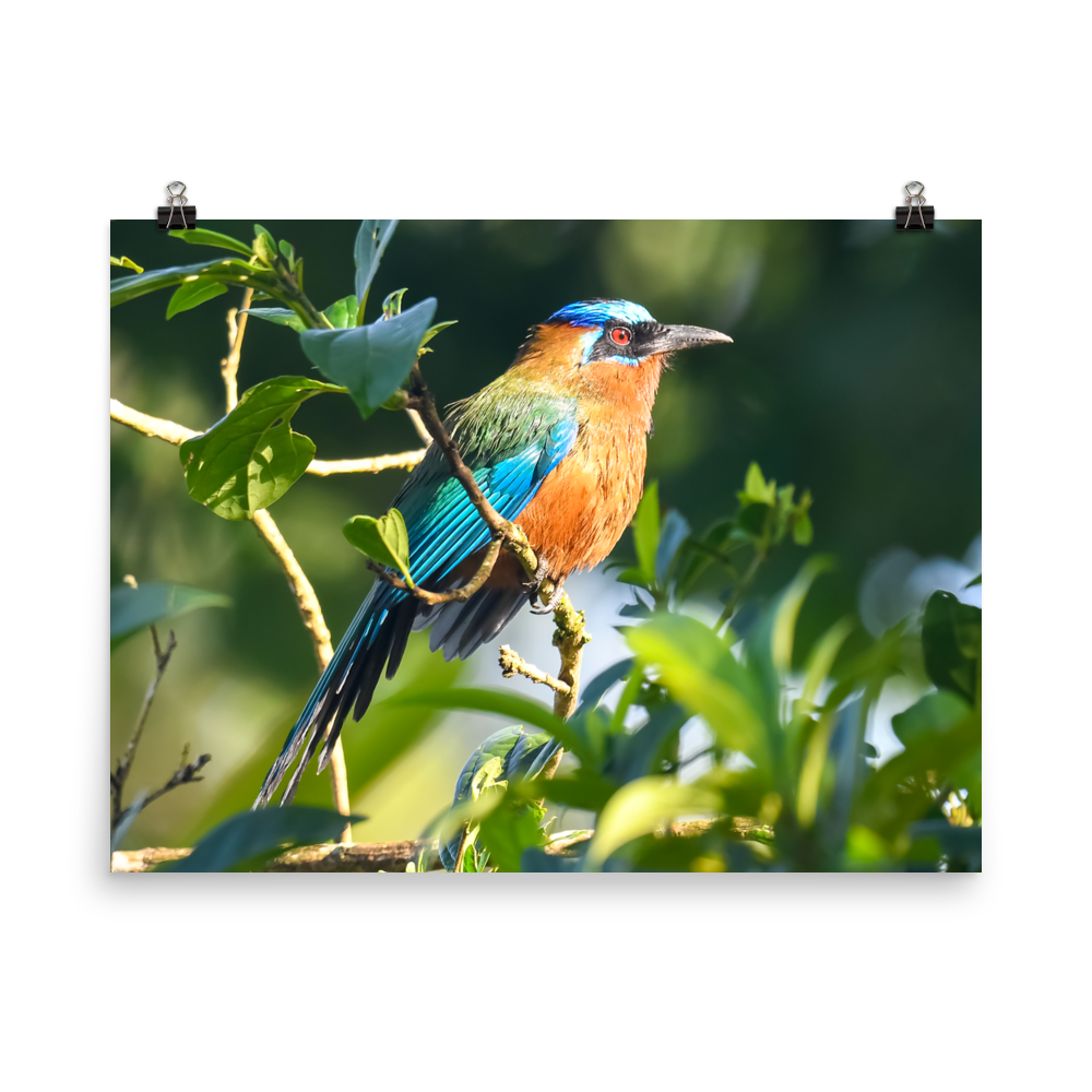 Blue-crowned Motmot in the sun