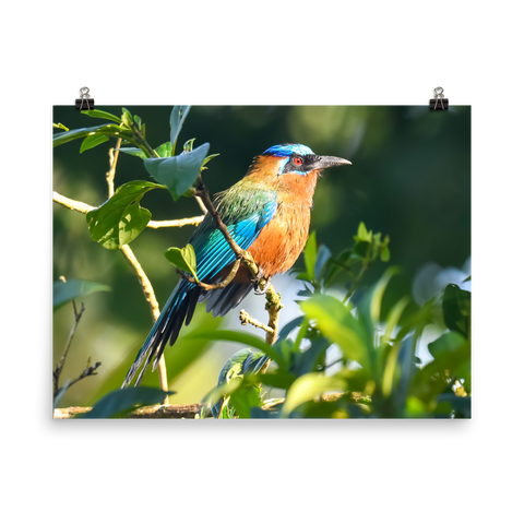 Blue-crowned Motmot in the sun