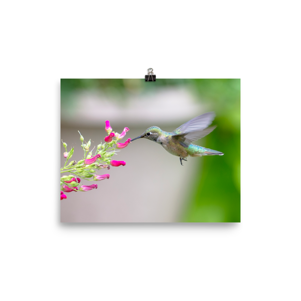 Hovering Broadtailed Hummingbird on Red Birds Plant-print