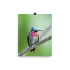 Long-billed Starthroat - print